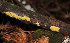 Trichoderma victoriense
