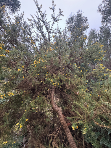 gorse