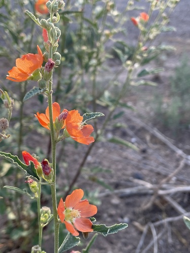 Fendler's Globemallow