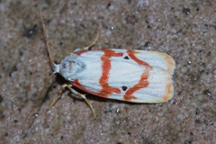 Cyana unipunctata