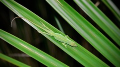 Anolis carolinensis