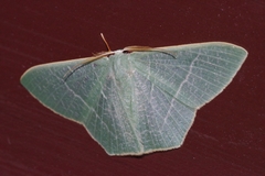 Pelagodes proquadraria