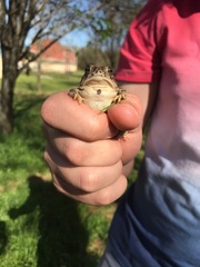 Anaxyrus fowleri