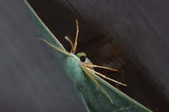 Pelagodes proquadraria