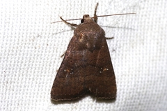Athetis stellata