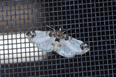 Analyta apicalis