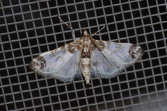 Analyta apicalis