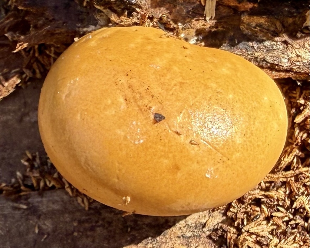 Veiled Polypore · June 2026 · photo: Photo: no rights reserved · iNaturalist