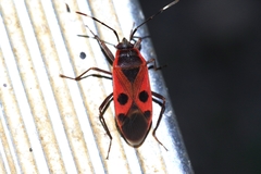 Physopelta parviceps