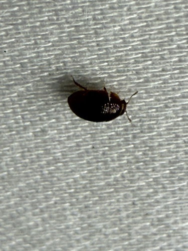 Hyporhagus