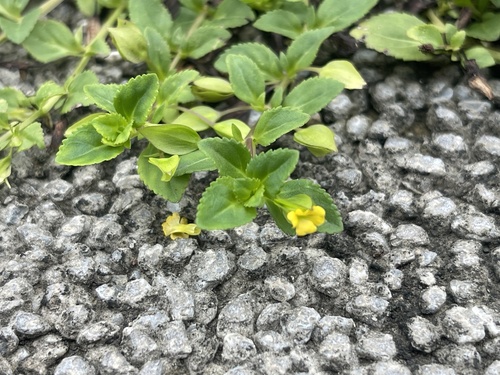 黃花過長沙舅