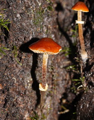 Conocybe filaris