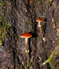 Conocybe filaris