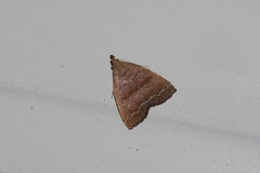 Polypogon ryukyuensis