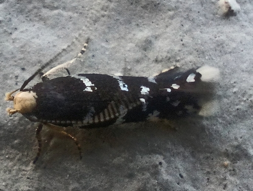 Oxypteryx superbella