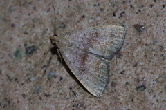 Polypogon ryukyuensis