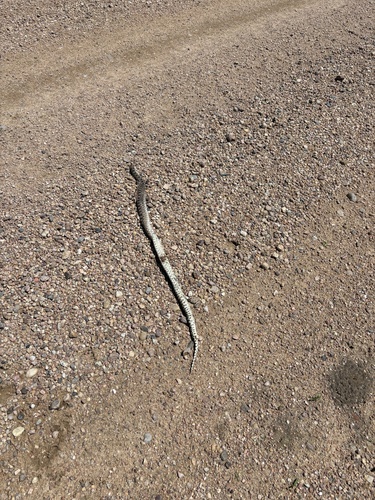 Gopher Snake