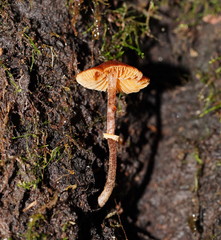 Conocybe filaris