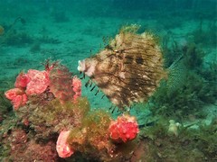 Chaetodermis penicilligerus