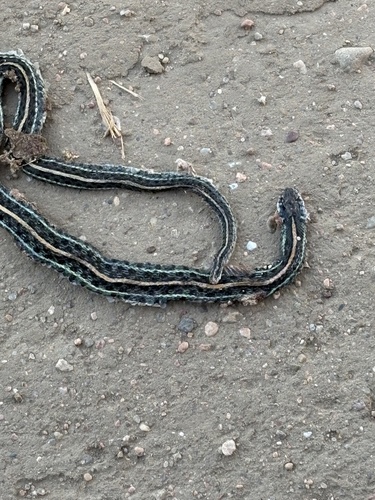 Plains Garter Snake