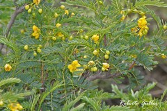 Senna birostris