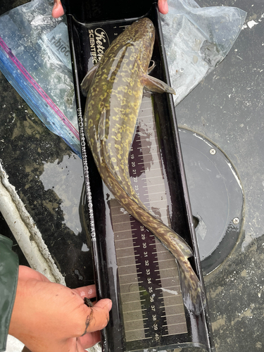 Burbot