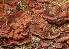 Hymenochaete microcycla