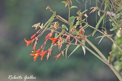 Begonia boliviensis