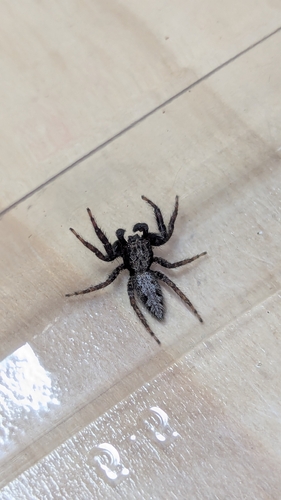 California Flattened Jumping Spider