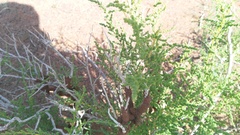 Caroxylon rabieanum