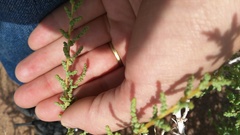 Caroxylon rabieanum