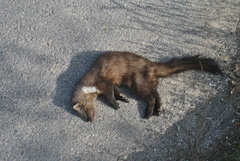 Martes foina syriaca