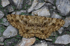 Racotis boarmiaria