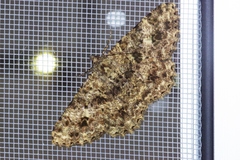 Racotis boarmiaria