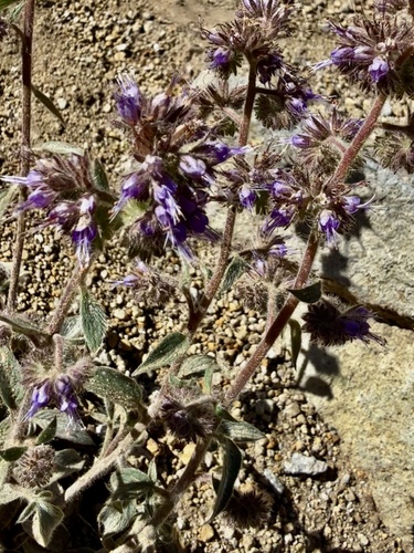 Phacelia mutabilis, photograph 2
