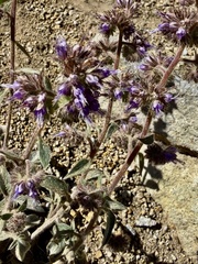 Phacelia mutabilis, photograph author not stated, no rights reserved
