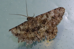 Racotis boarmiaria
