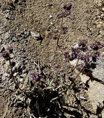 Phacelia mutabilis, photograph author not stated, no rights reserved