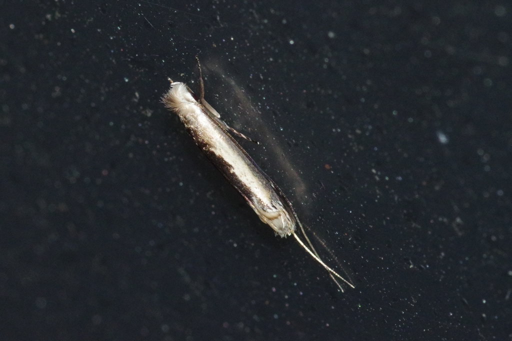 Agriothera