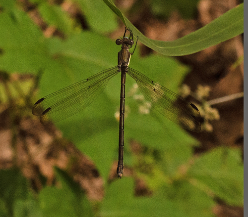 Great Spreadwing