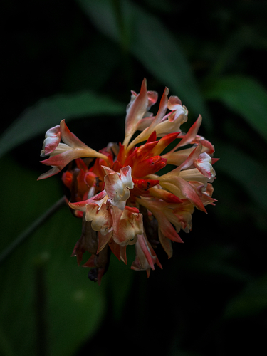 Goeppertia coccinea (Goeppertia coccinea)