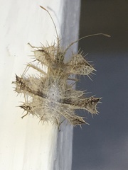 Pephricus