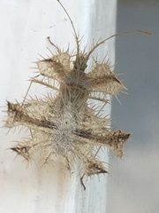 Pephricus