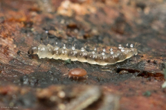 Forcipomyiinae