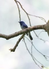 Cyornis hainanus