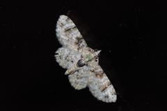 Gymnoscelis admixtaria