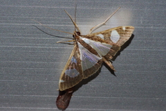 Glyphodes actorionalis
