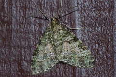 Phthonoloba viridifasciata