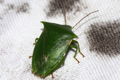 Vitellus orientalis