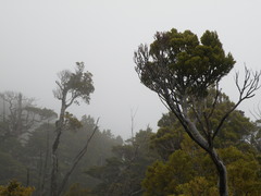 Halocarpus